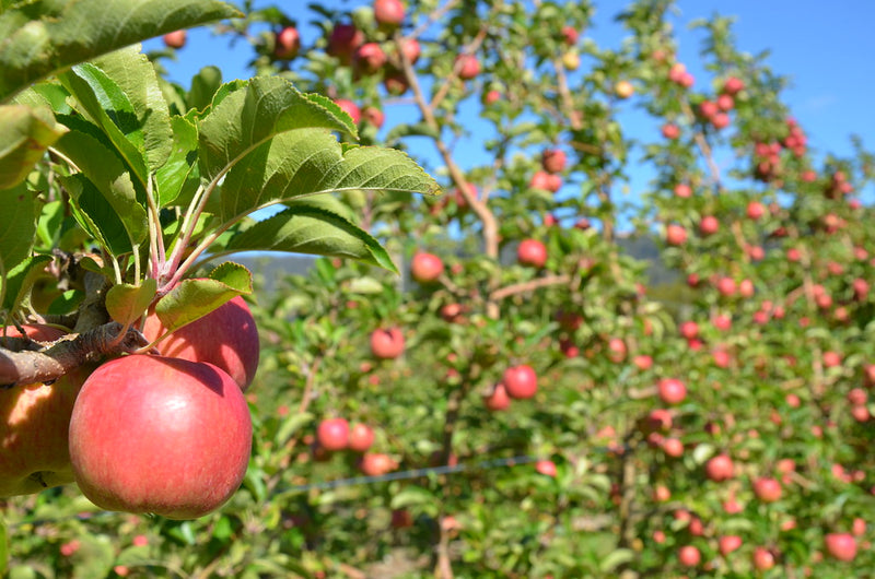 The Evolution of Apple Notes in Modern Perfumery