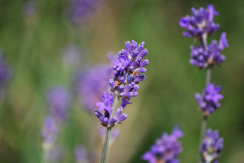 Understanding Lavender Varieties in Perfumes