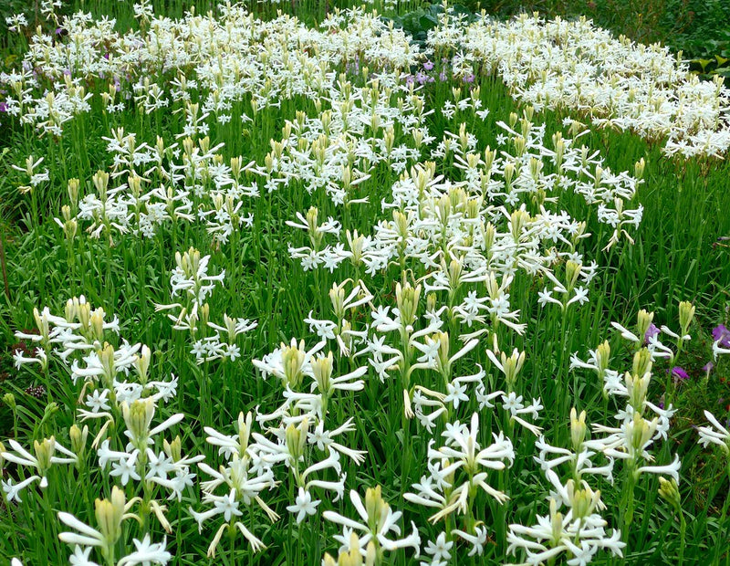 Tuberose: The Diva of White Flowers