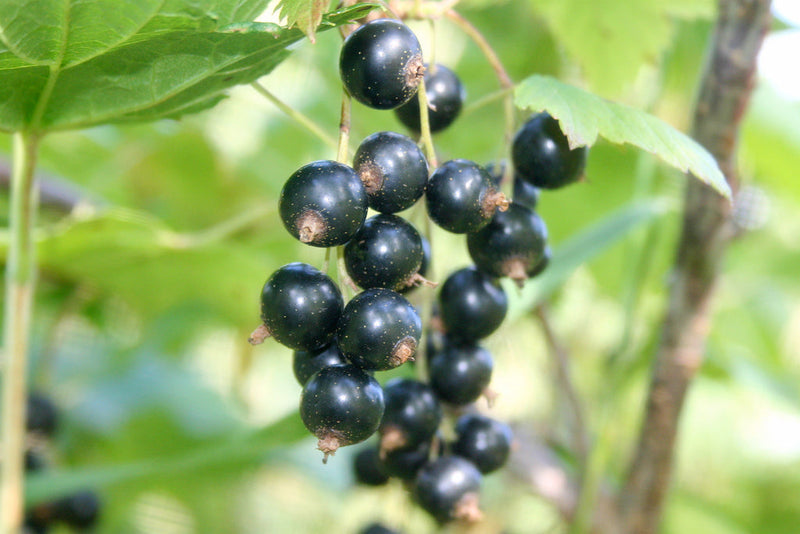 Blackcurrant Bud (Cassis): The Sharp, Green Fruit Note