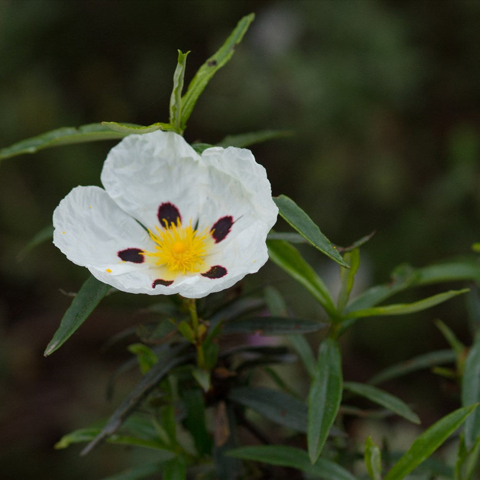 Cistus vs. Labdanum: What's the Difference in Perfumes?