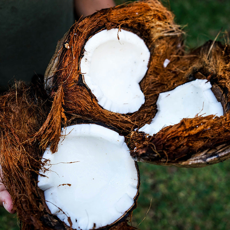 The Rise of Coconut in Niche Fragrances