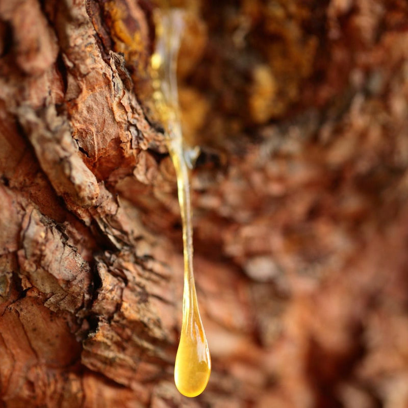Elemi: The Forgotten Citrus-Resin Note