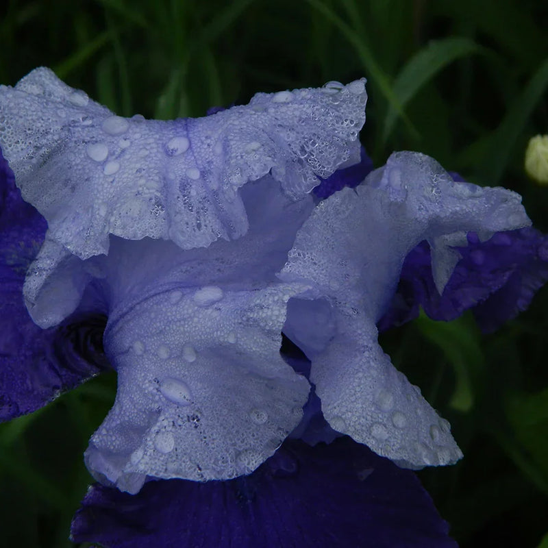 The Unique Scent of Iris in Perfumery