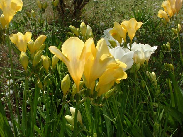 Freesia: The Fresh Floral That Feels Like a Breeze