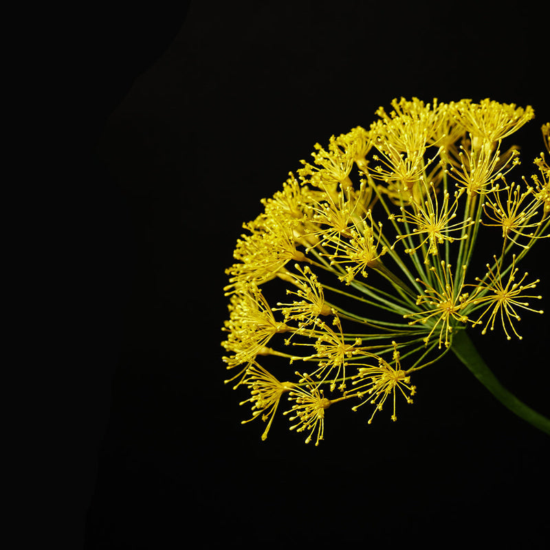 The Green Fragrance Family: Nature's Freshness Captured in a Bottle