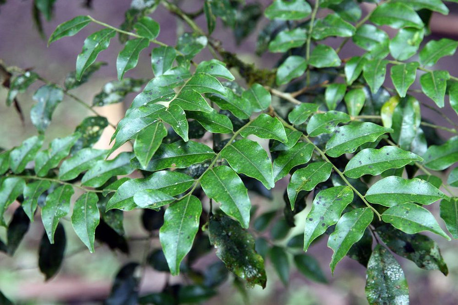 The Honeyed Warmth of Tolu Balsam in Perfumery