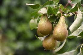 What Makes Pear Notes So Addictive in Perfumes?