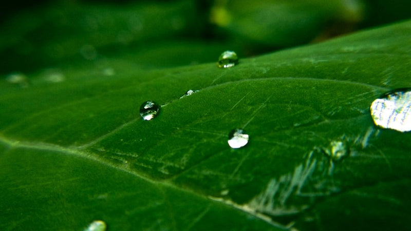 The Most Unique Fragrance Notes You've Never Heard Of