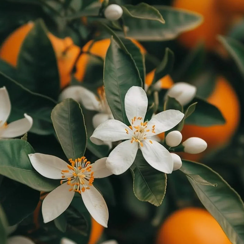 The Magic of Neroli: Orange Blossom in Perfumes