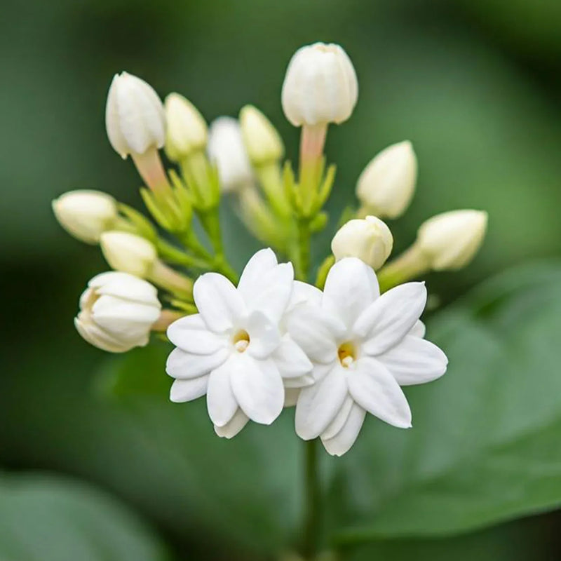 Why is Jasmine Called the King of Flowers?