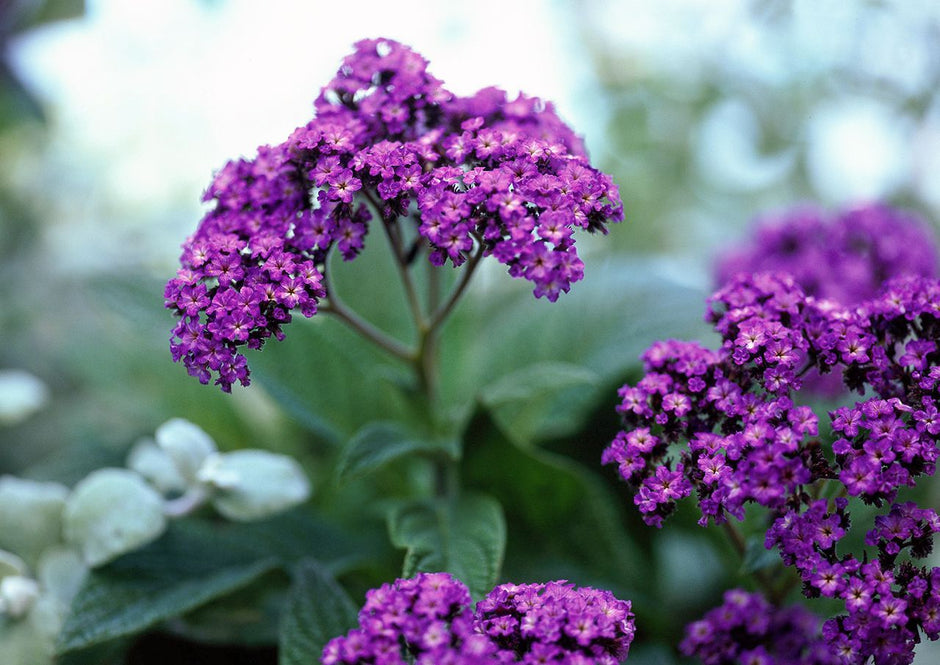 What Does Heliotrope Smell Like? A Powdery Vanilla Floral