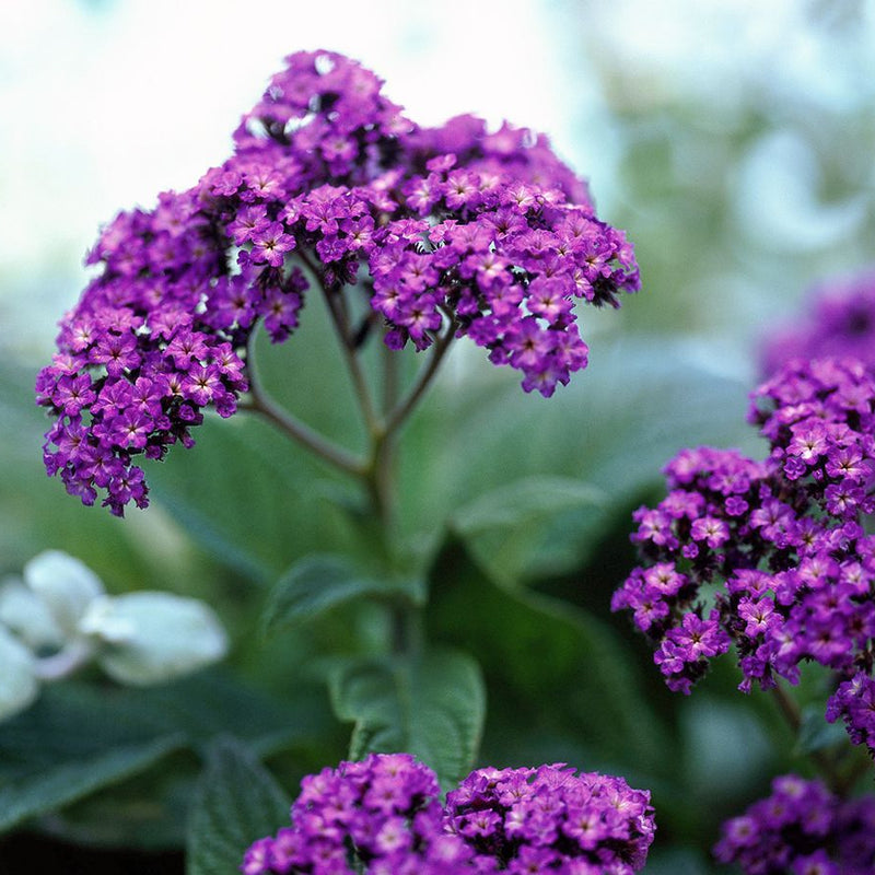 What Does Heliotrope Smell Like? A Powdery Vanilla Floral