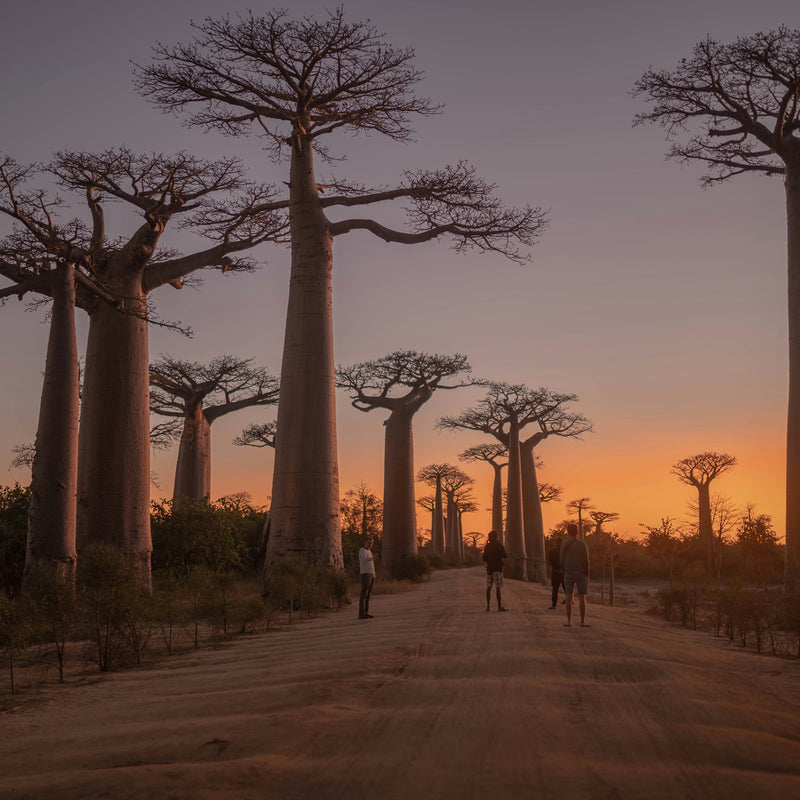 Baobab, Marula & Desert Resins: African Ingredients Shaping Global Perfumery